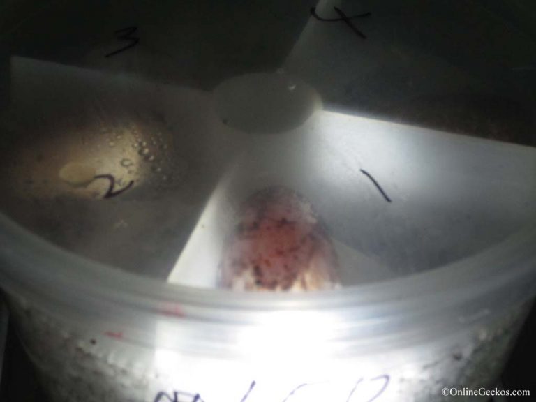 Leopard Gecko Egg Candling How to check for a fertile egg
