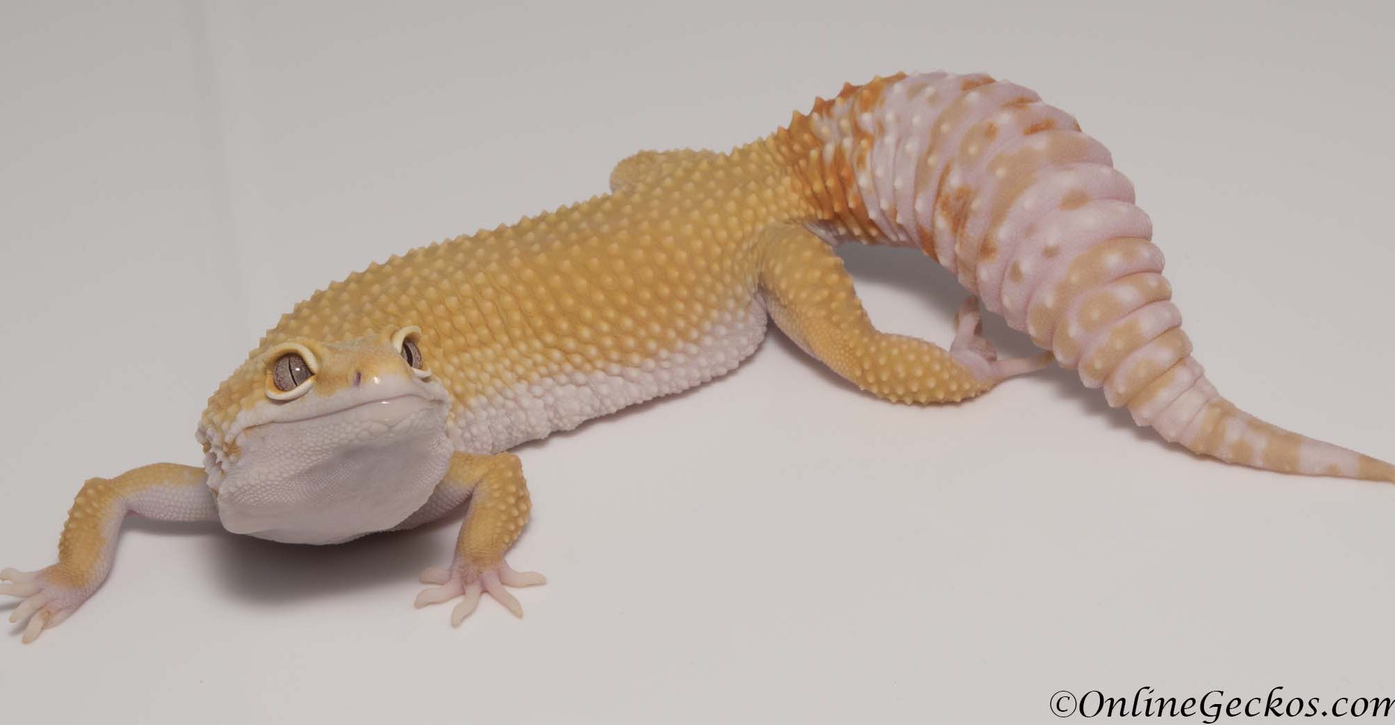 Why Do Leopard Geckos Become Agressive 