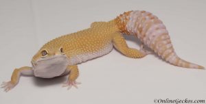 leopard gecko tail waving behavior defensive posture shake rattle