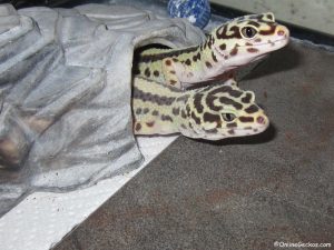 bandit leopard geckos shared tank