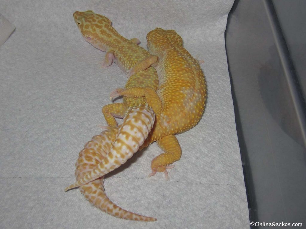 leopard gecko won't eat breeding mating sunglow raptor