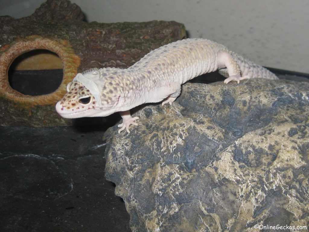 leopard gecko won't eat shedding super giant mack snow eclipse