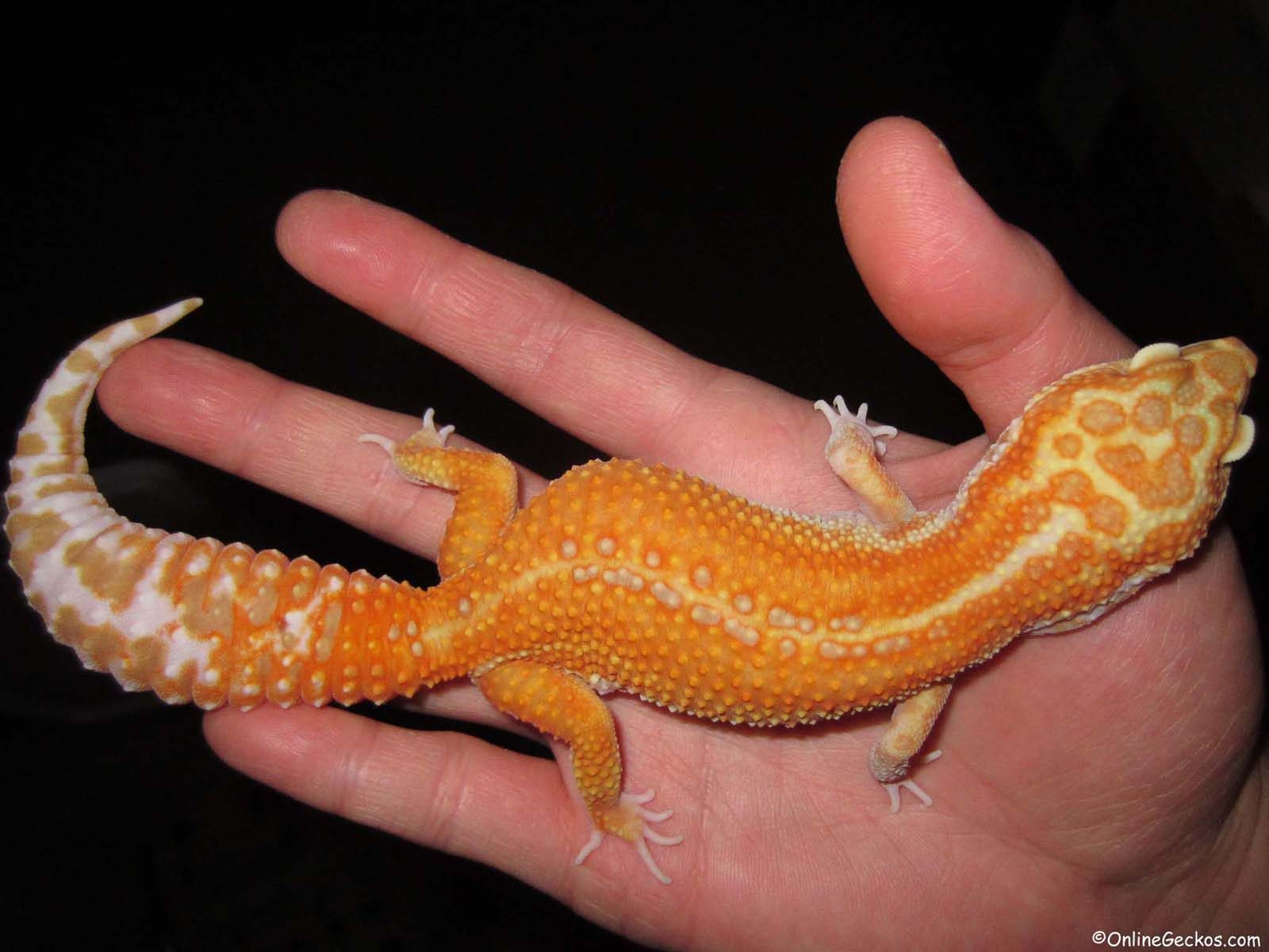 OnlineGeckos Gecko Breeder Leopard Geckos For Sale Gecko Care 