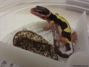 what should I breed leopard gecko bandit hatchling eggs