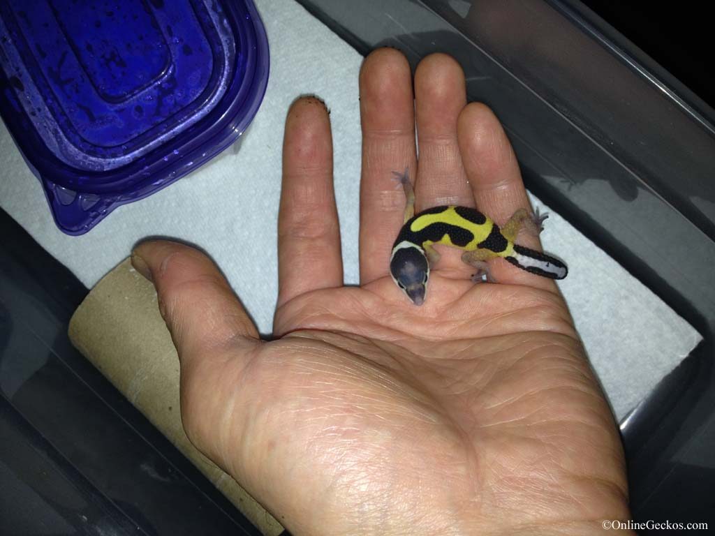 best reptile pets for handling bandit leopard gecko hatchling