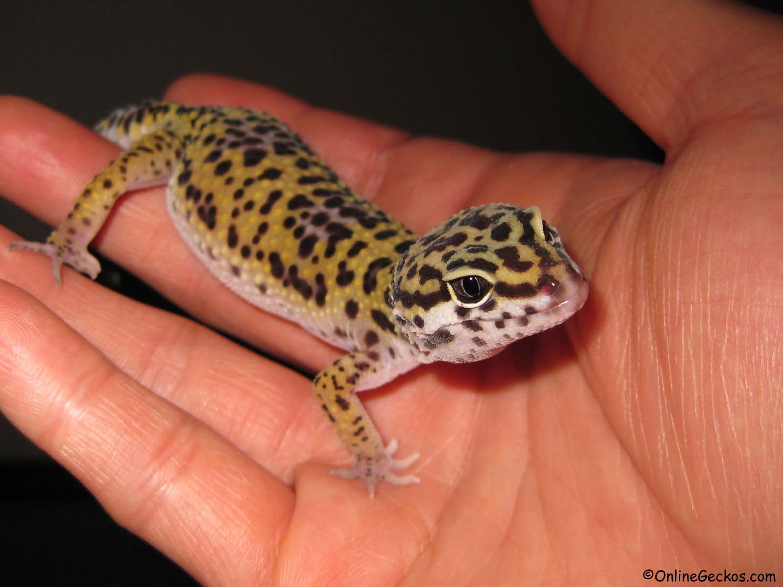 Best gecko to have as store a pet