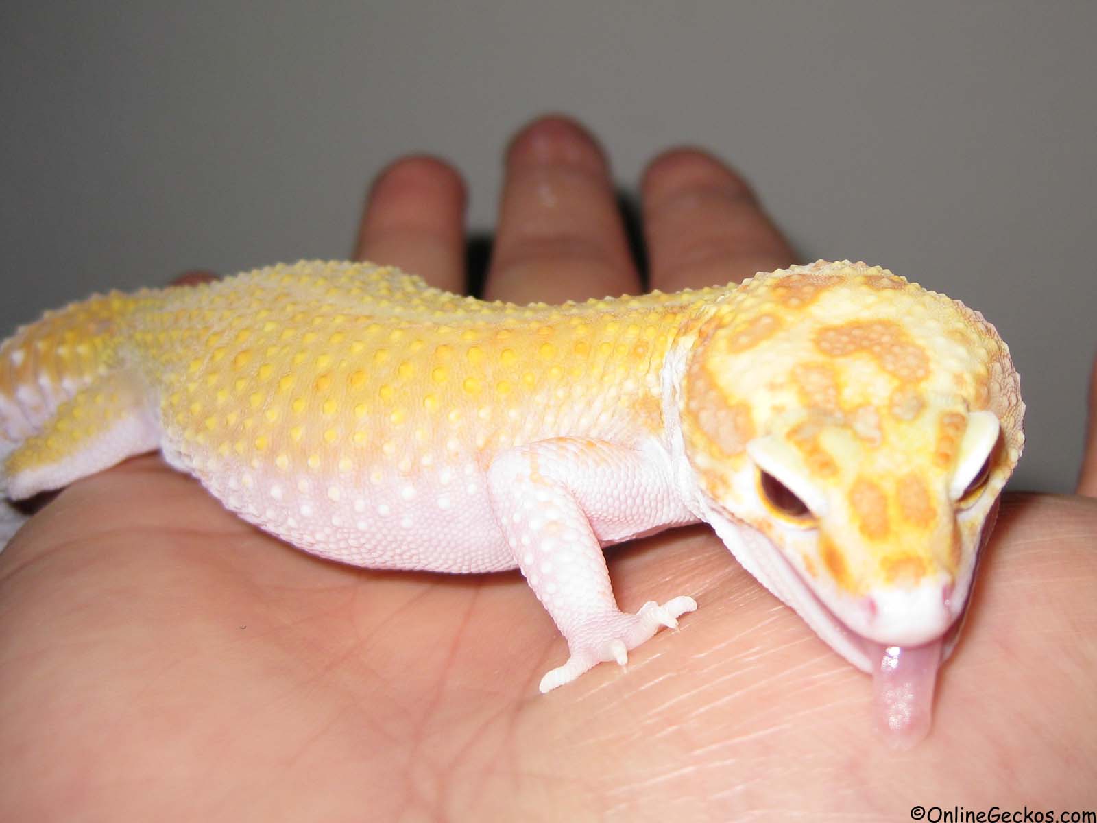 best pet lizards that like to be handled