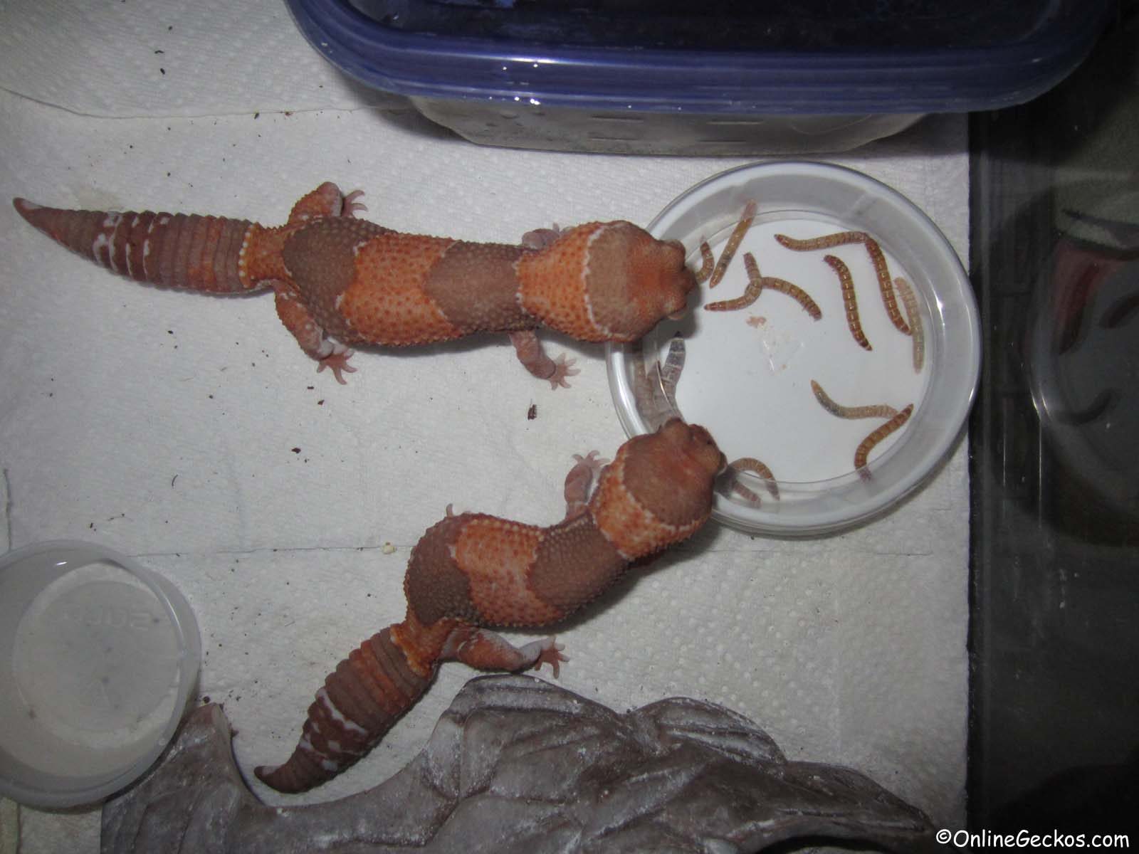 cute geckos communal feeding african fattail mealworm dish