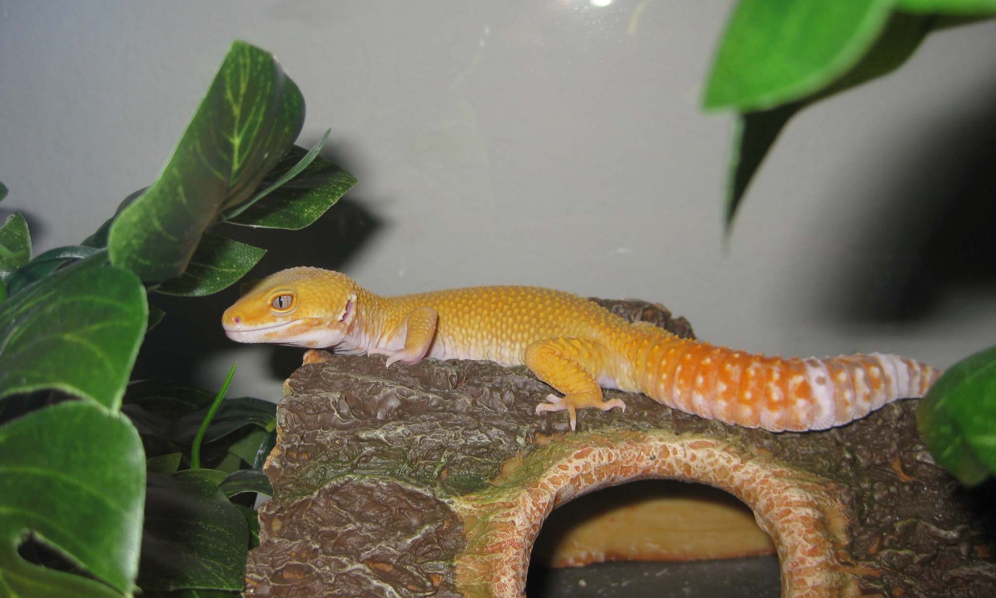 Best supplements for leopard geckos best sale