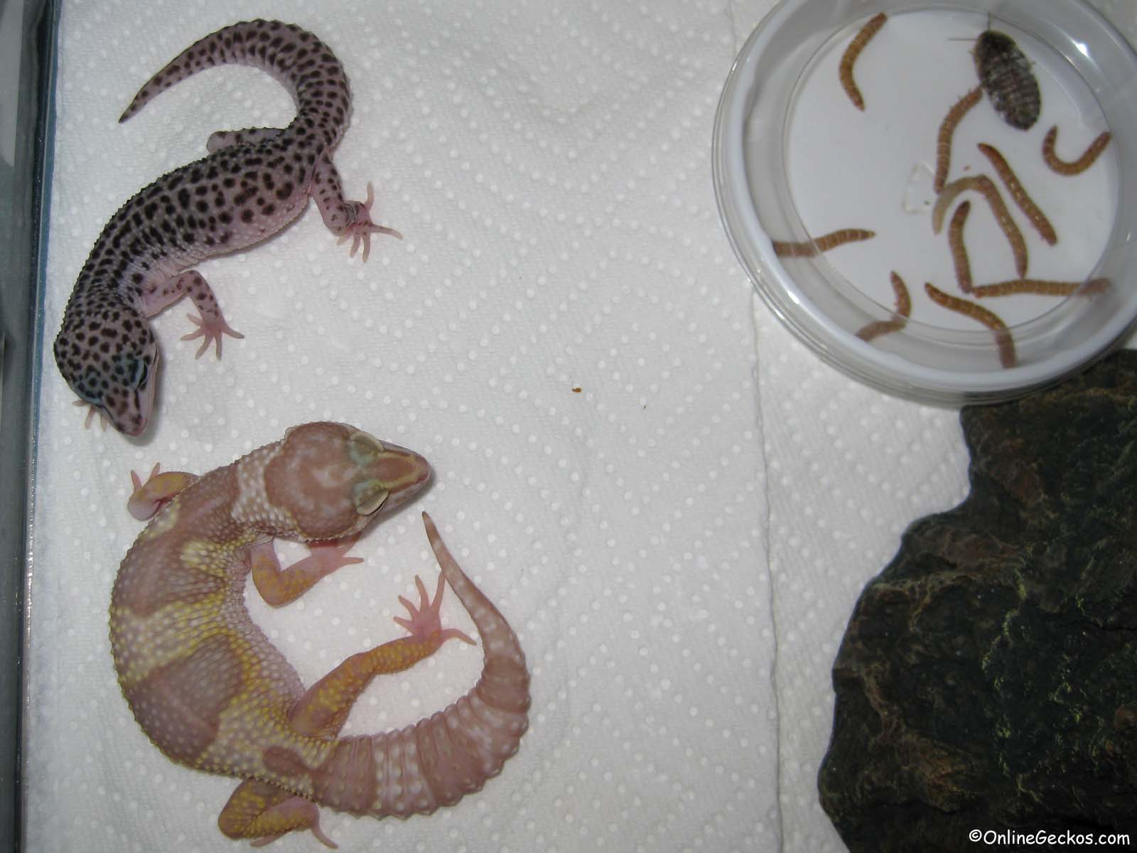 How Often Should I Give My Leopard Gecko Calcium 