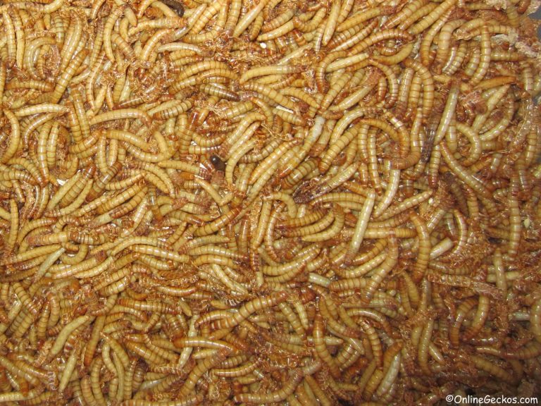 leopard-gecko-feeding-feeder-insects-nutritional-value-facts