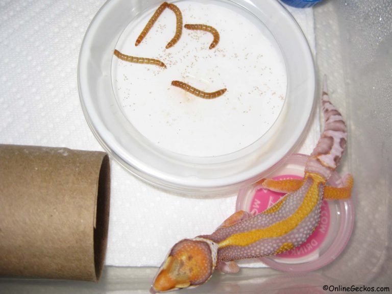 Leopard Gecko Feeding Feeder Insects Nutritional Value Facts