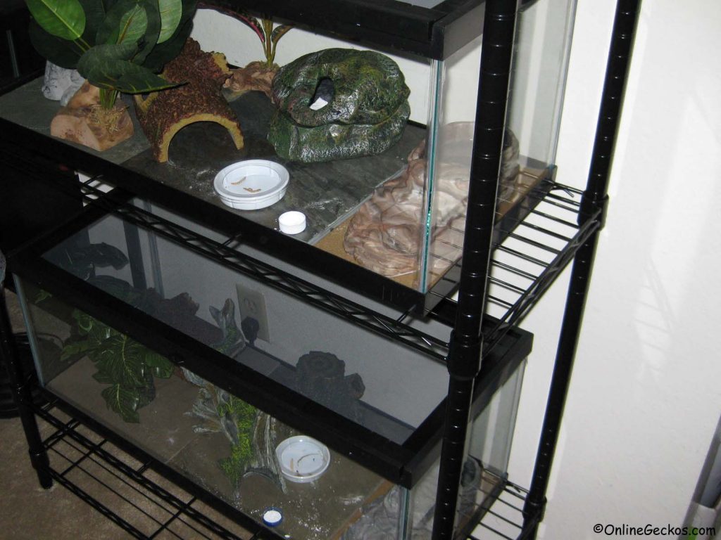 leopard gecko tank 4-shelf wire shelving unit best beginner pet lizards