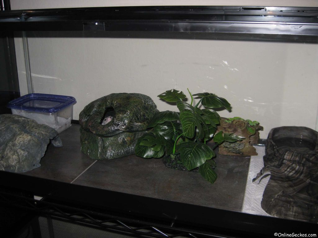 leopard gecko terrarium tank setup