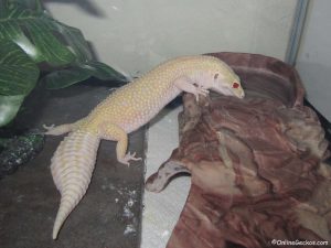 why buy from leopard gecko breeder