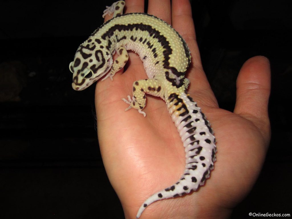 leopard gecko vs fat tail bold stripe bandit