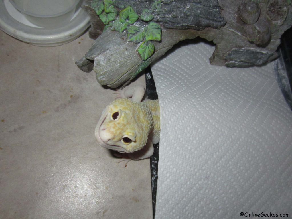 cute funny geckos ares super giant mack snow raptor leopard gecko