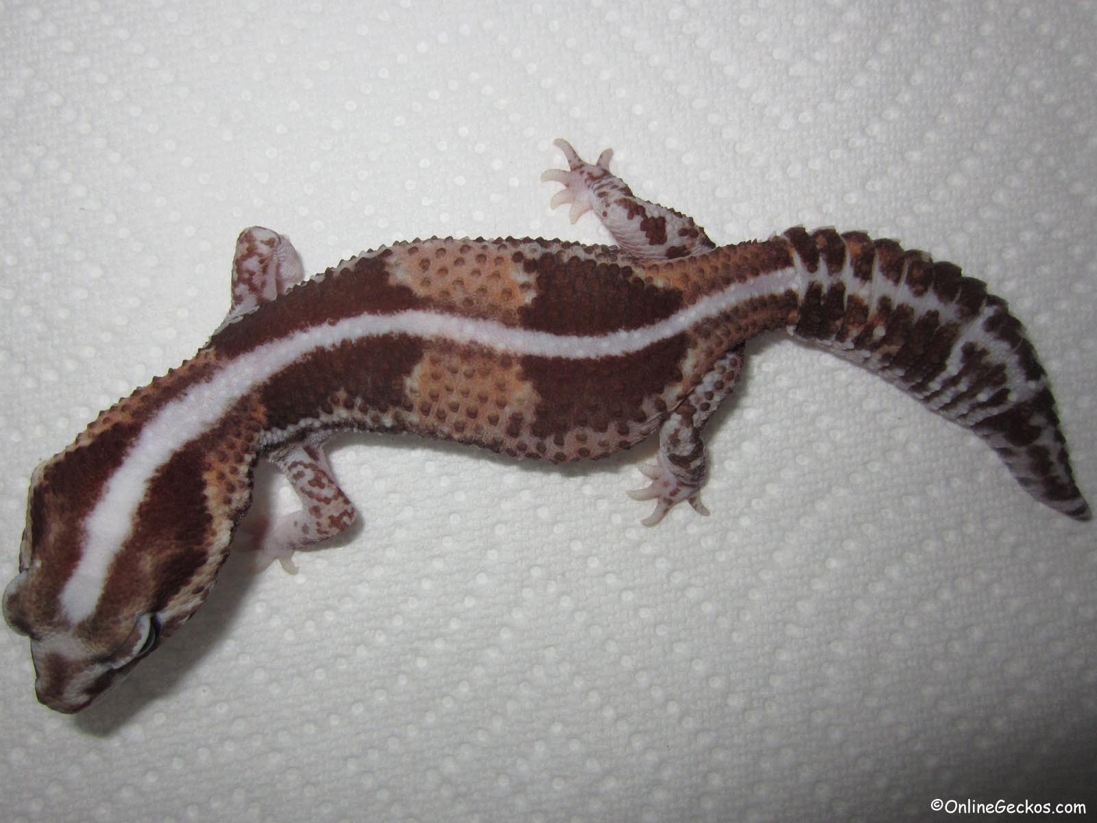 Difference Between Leopard Gecko and Fat Tailed Gecko - OnlineGeckos ...