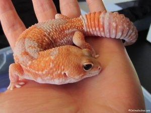 difference between leopard gecko and african fat tailed tangerine albino fat tail