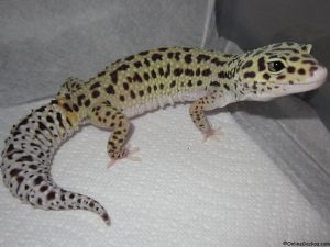 difference between leopard gecko and fat tailed eclipse