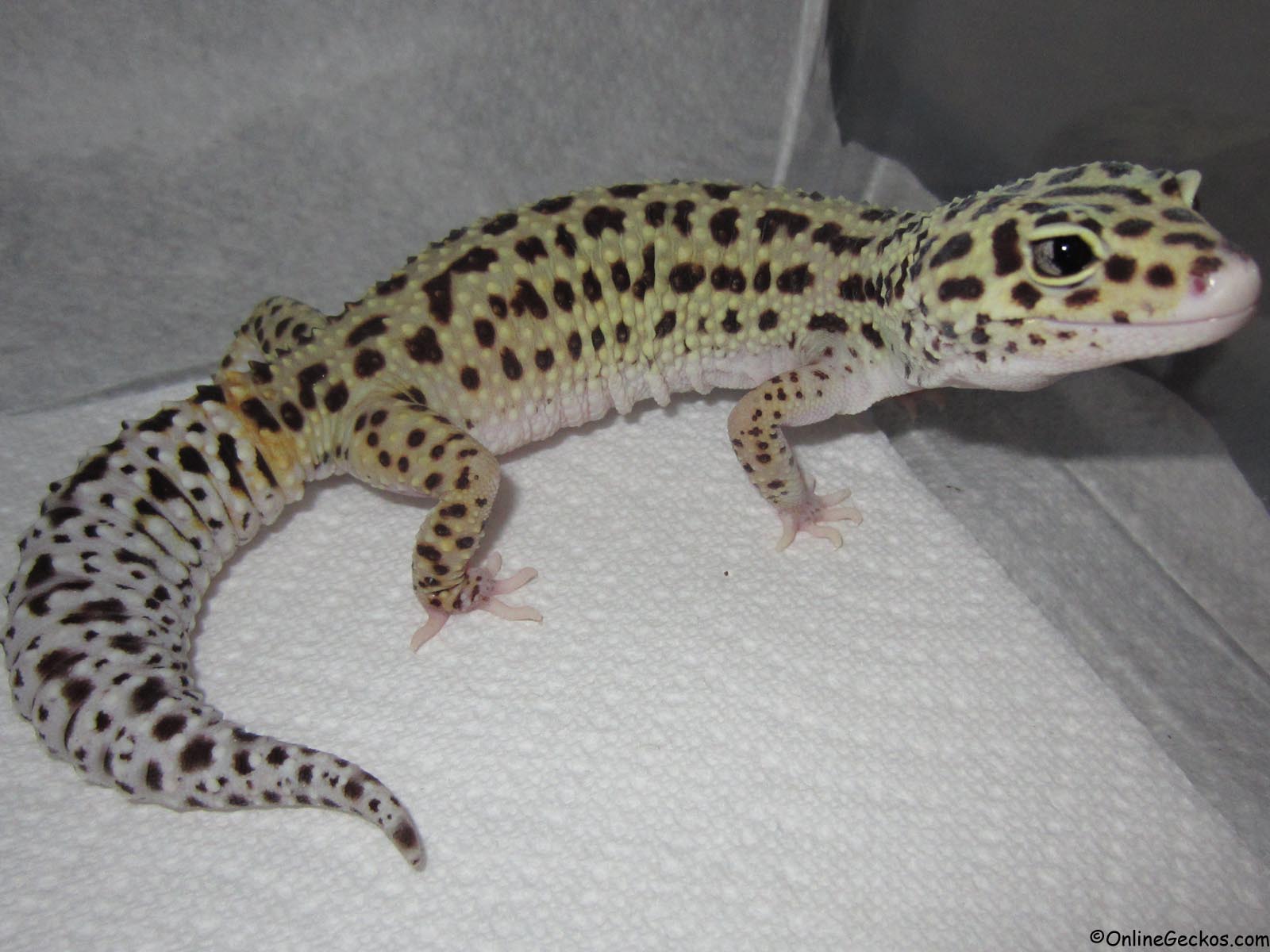 Tail Gecko Striped African Fat Tail Gecko for sale Leopard Gecko and Fat Ta...