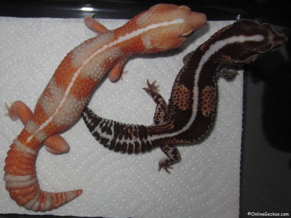 leopard gecko vs african fat tail captive bred vs normal wild