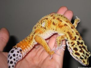 emerine leopard gecko example regenerated tail