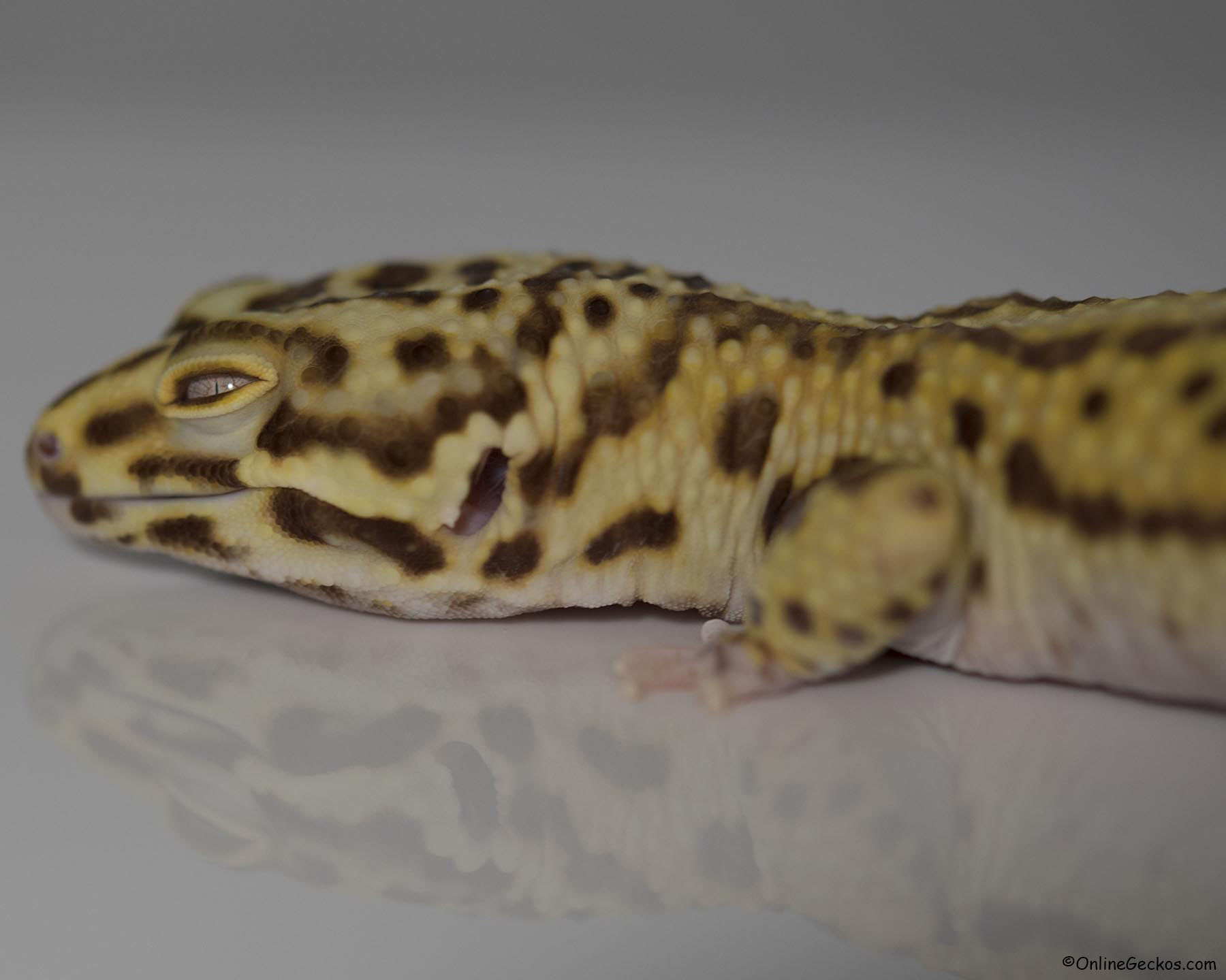 leopard gecko bell albino het eclipse male onlinegeckos.com