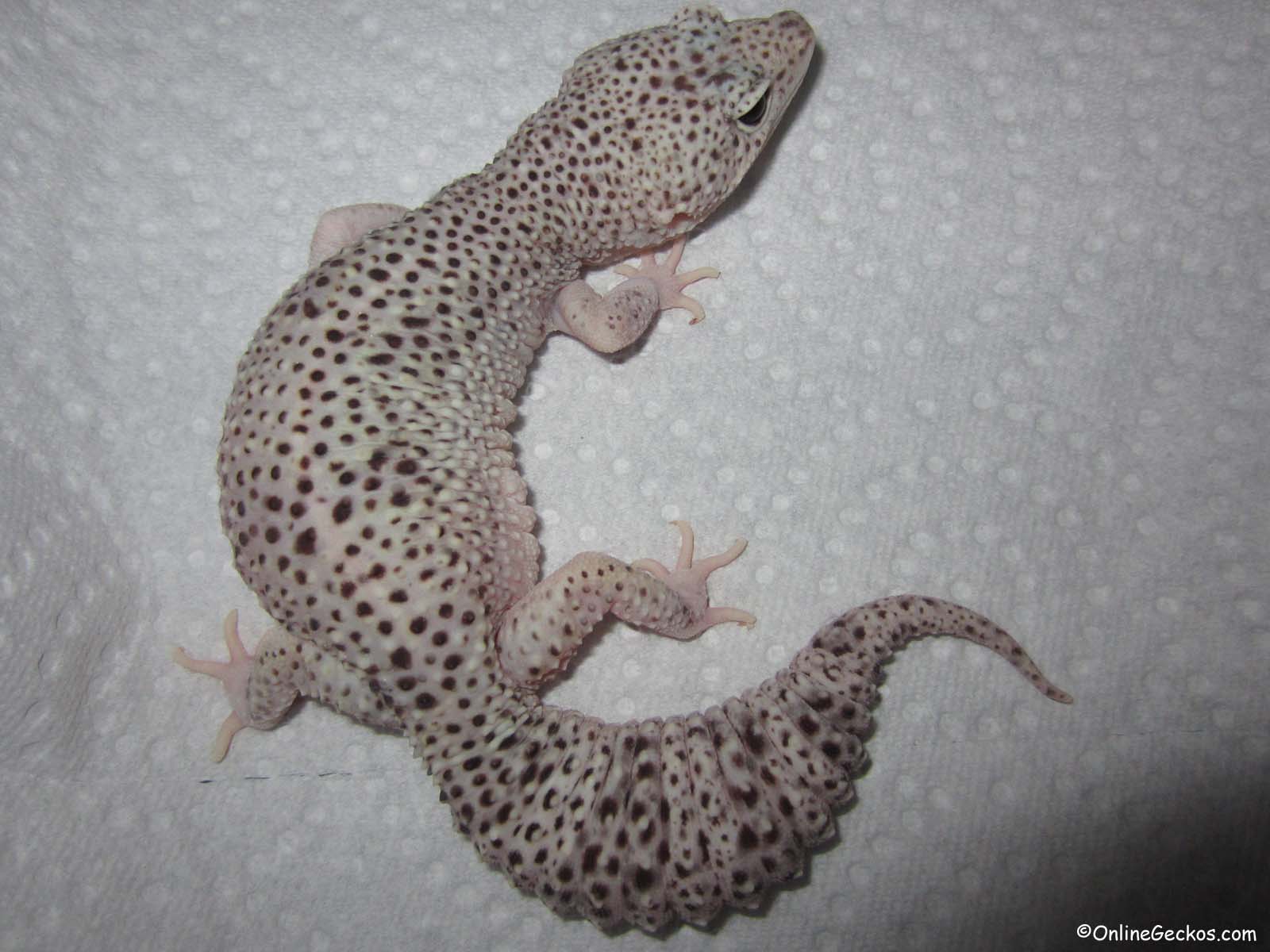 Leopard Geckos For Sale - Mack Snow Eclipse Female.