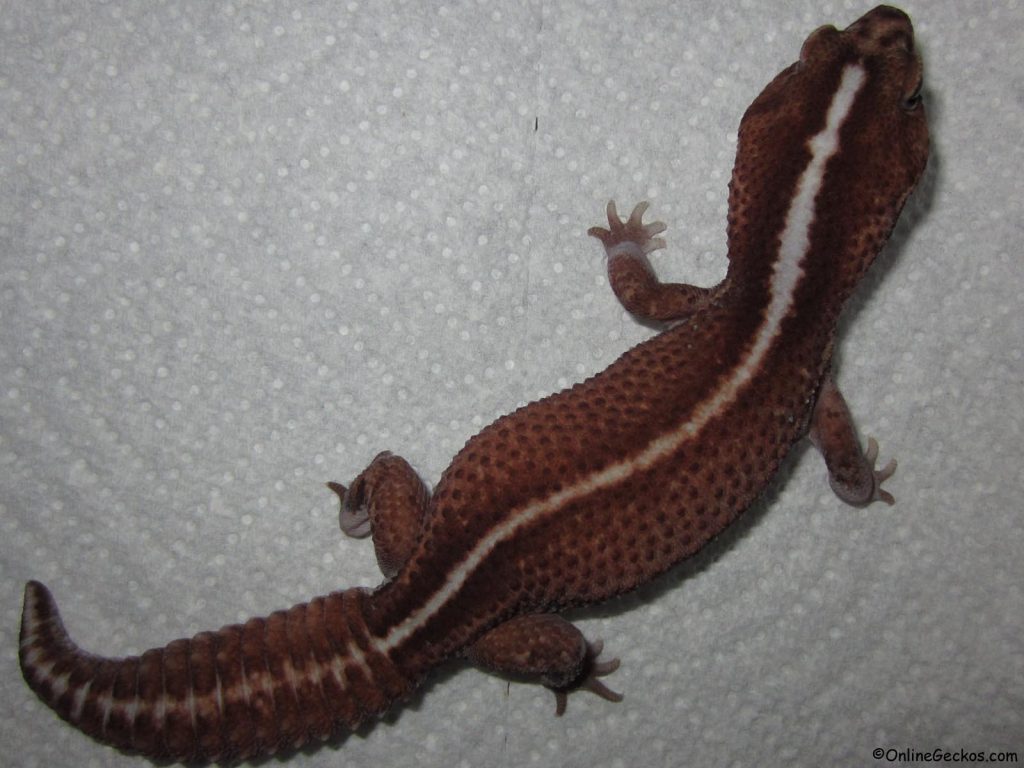 leopard gecko vs fat tail striped patternless african fat-tailed gecko