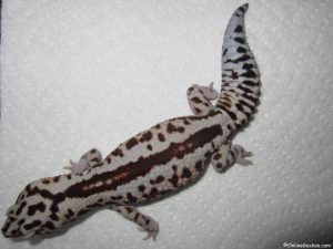striped white out het patternless african fat-tailed gecko
