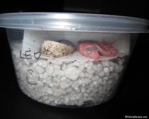 OnlineGeckos.com best reptile incubator Natures Spirit leopard gecko egg organizer tray