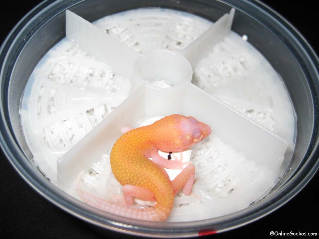 OnlineGeckos.com best reptile incubator Natures Spirit leopard gecko egg organizer tray hatchling