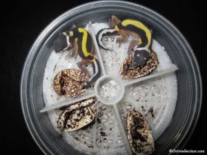 OnlineGeckos.com best reptile incubator Natures Spirit leopard gecko egg organizer hatchlings