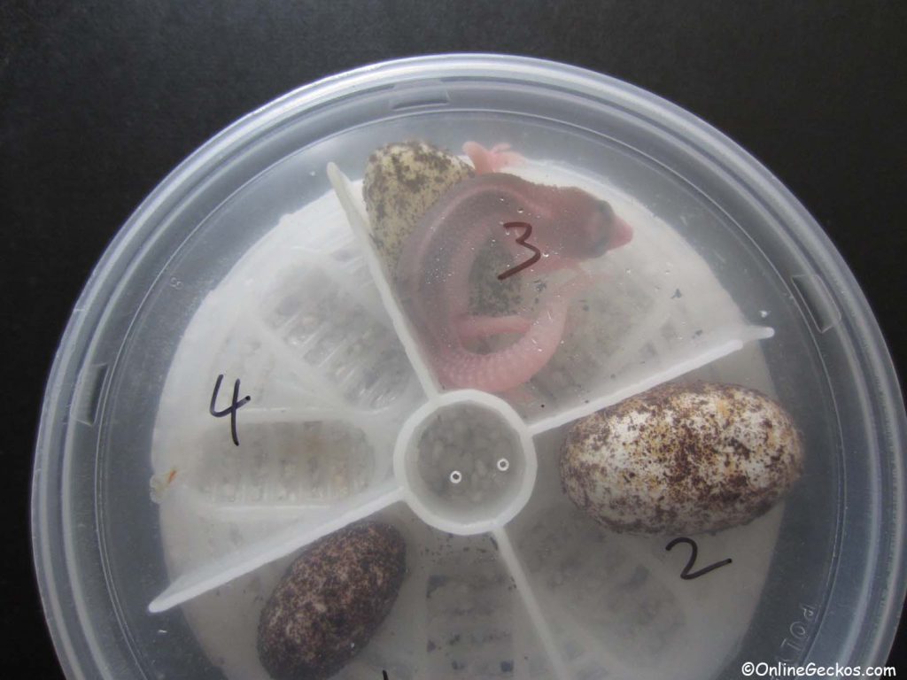 OnlineGeckos.com best reptile incubator Natures Spirit leopard gecko egg organizer tray hatchling egg
