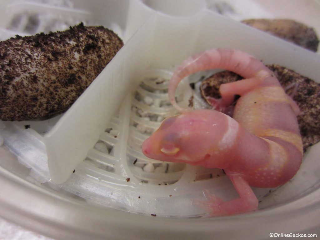 leopard gecko egg incubator