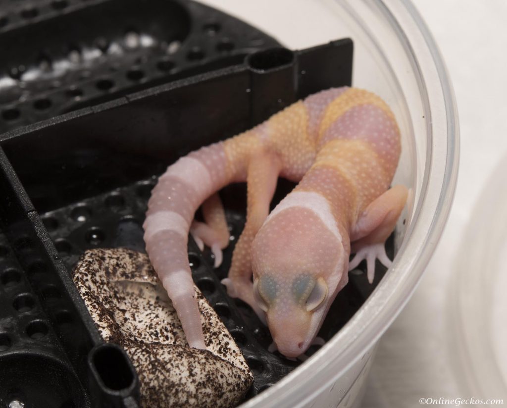 onlinegeckos.com leopard gecko hatchlings 2017 super giants tremper