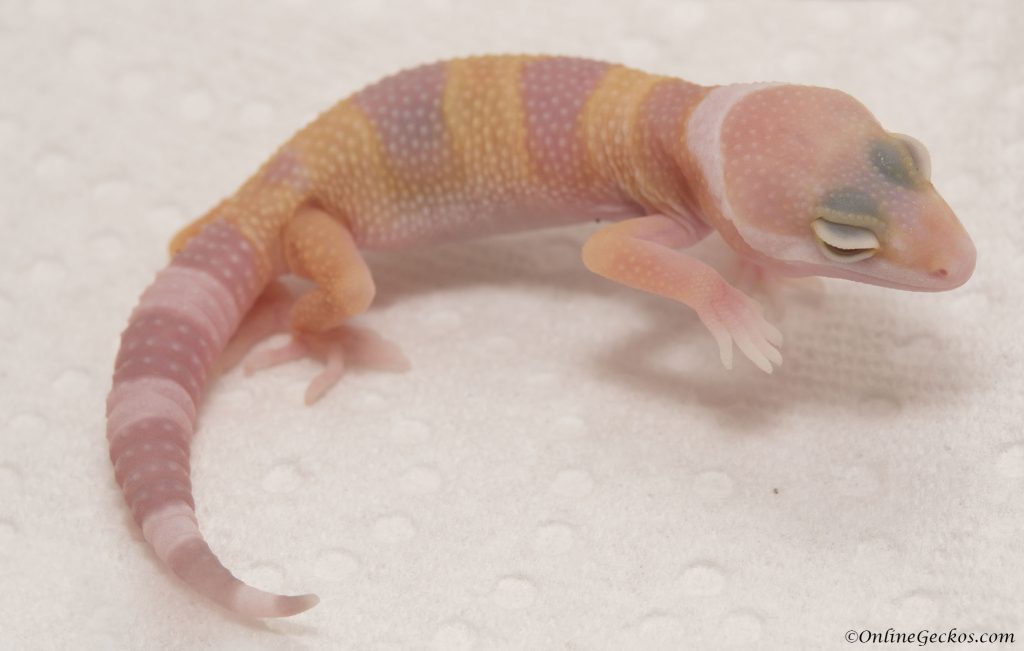 onlinegeckos.com leopard gecko hatchlings 2017 super giant tremper