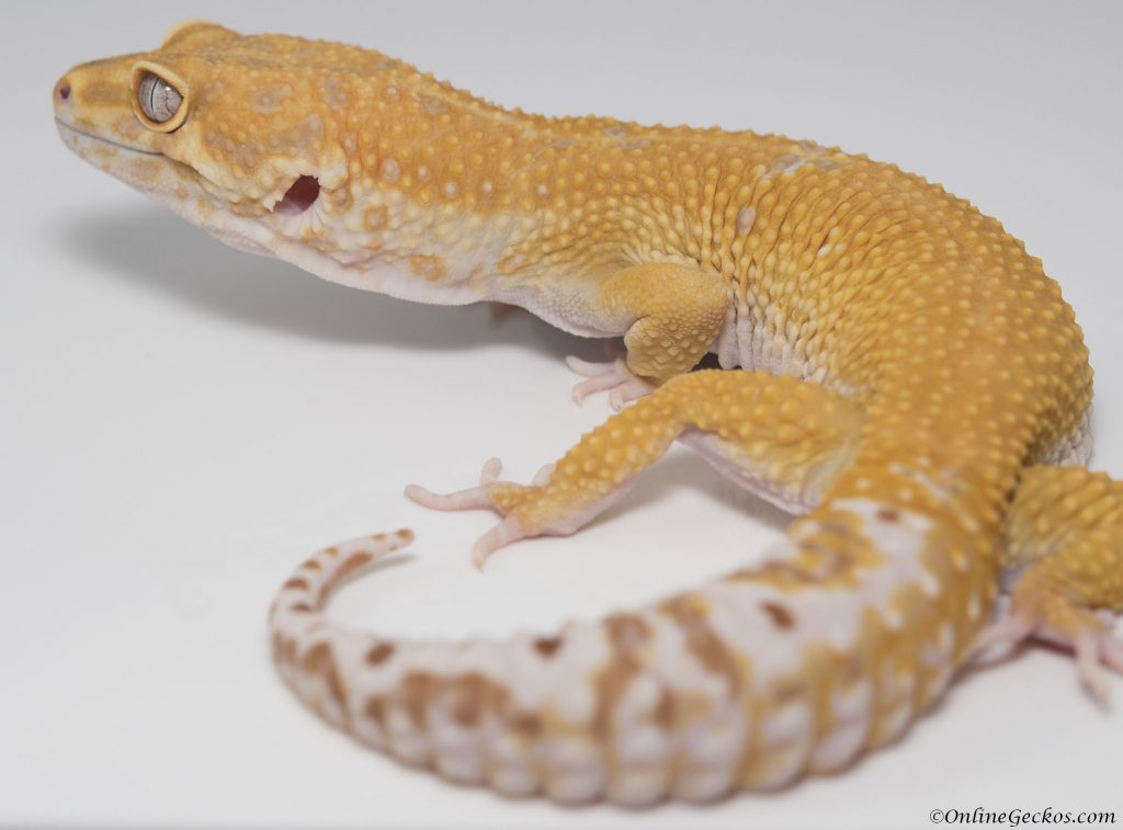 onlinegeckos.com male vs female leopard gecko behavior as pets giant extreme emerine