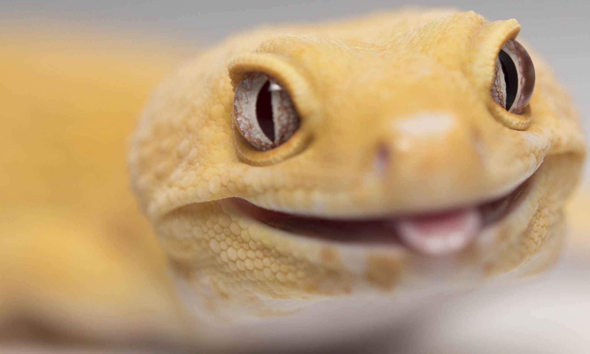 onlinegeckos.com should I get male or female leopard gecko as pets giant tremper sunglow