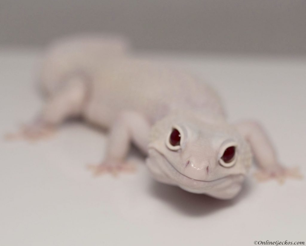 onlinegeckos.com should I get male or female leopard gecko as pets mack snow diablo blanco