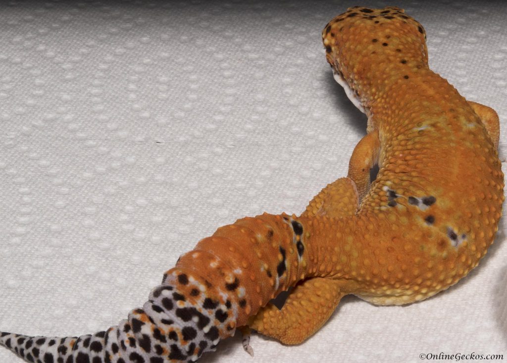 onlinegeckos.com leopard gecko blood Kratos