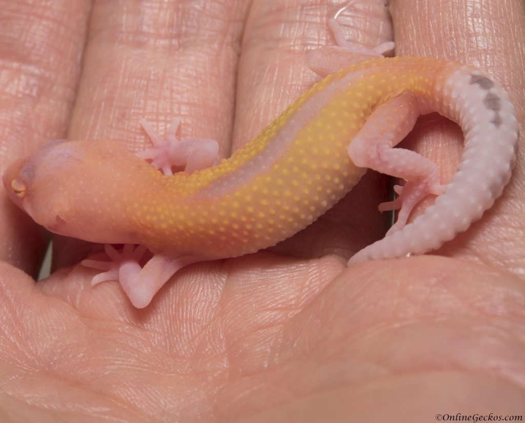 onlinegeckos.com leopard gecko radar hatchlings 2017