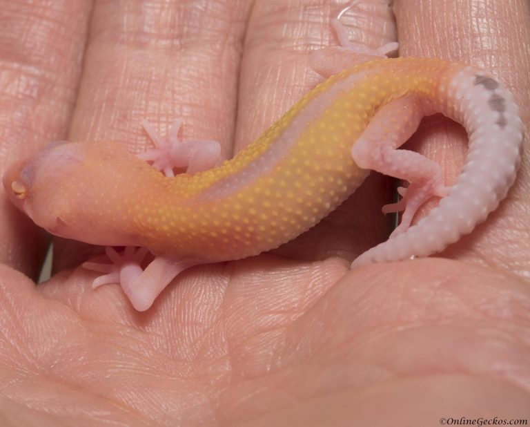 Fun Gecko Cute Funny Geckos - OnlineGeckos.com Gecko Breeder