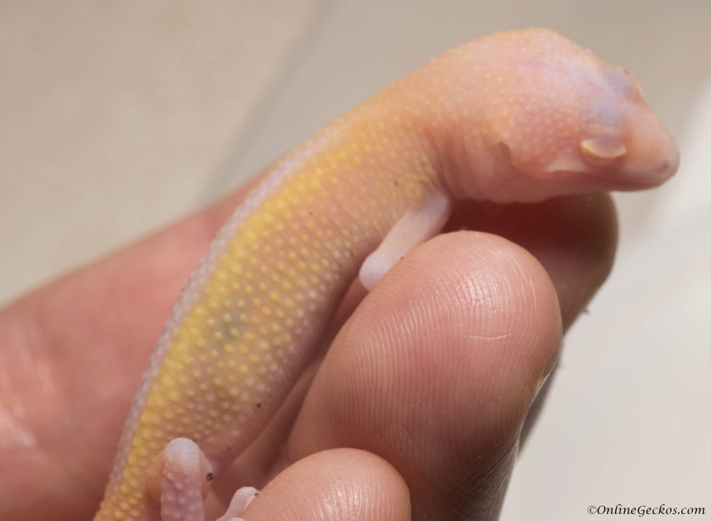 onlinegeckos.com leopard gecko radar hatchlings of 2017