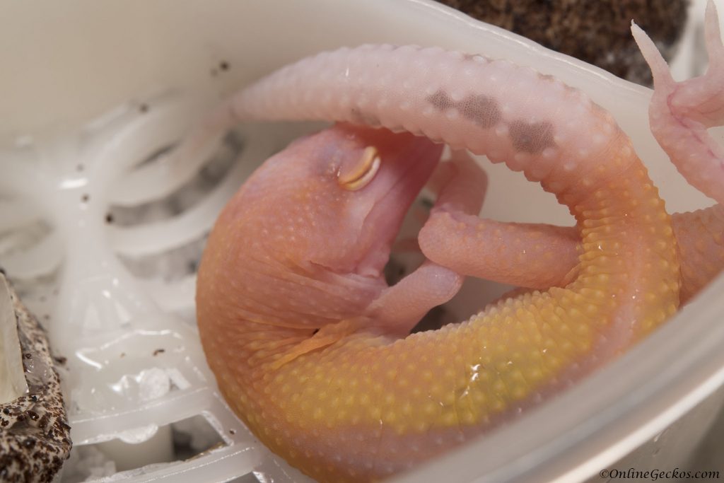 onlinegeckos.com leopard gecko radar hatchlings of 2017