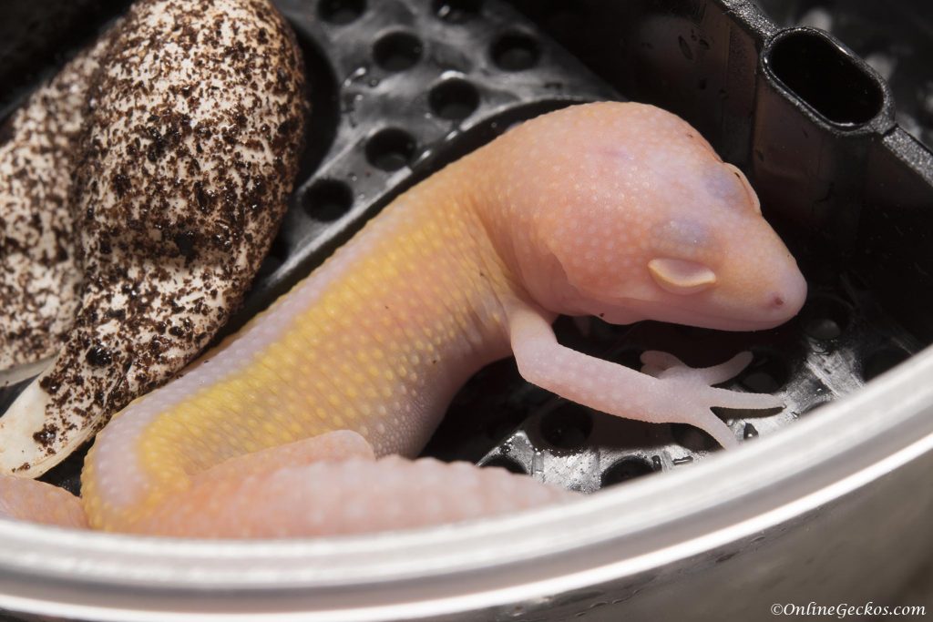 onlinegeckos.com leopard gecko radar hatchlings of 2017