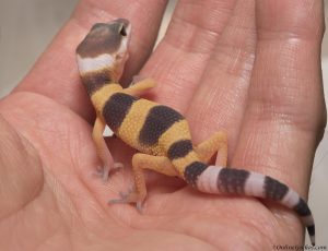 onlinegeckos.com leopard gecko super hypo tangerine carrot-tail hatchling 2017