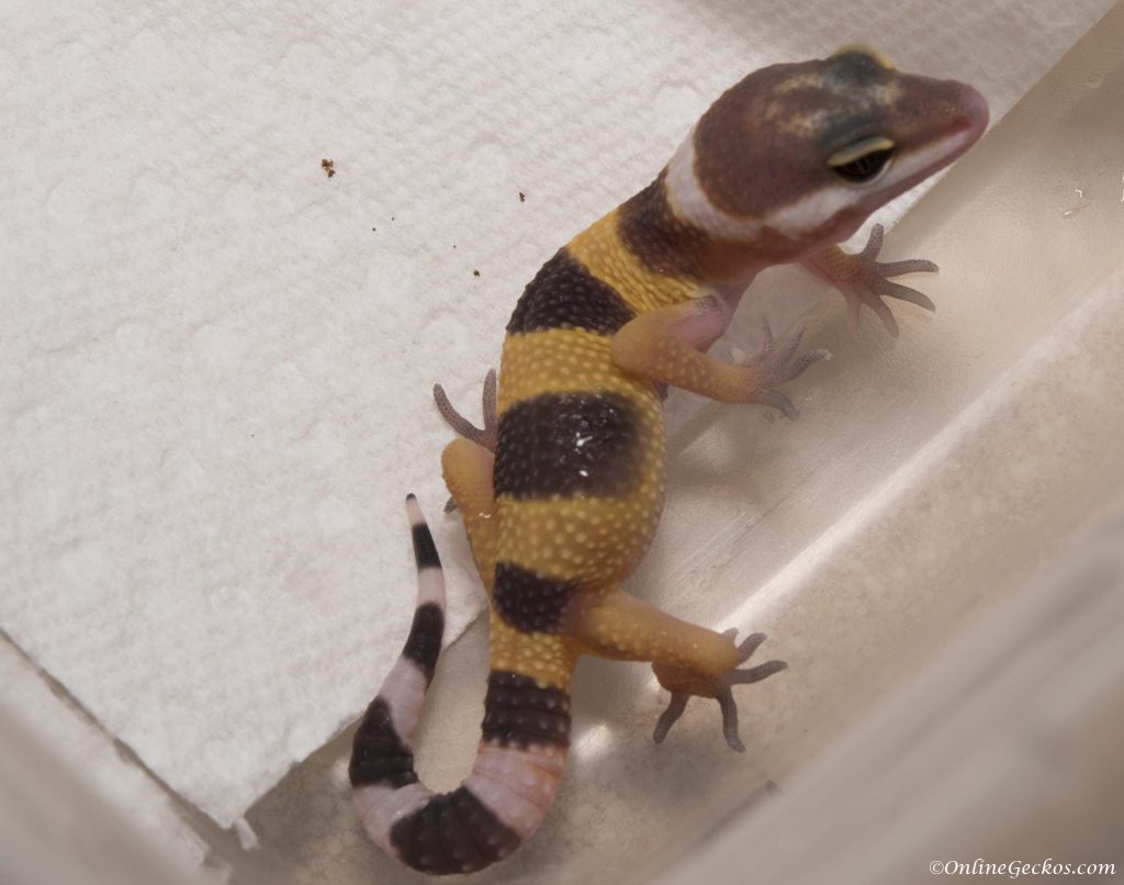 onlinegeckos.com leopard gecko super hypo tangerine carrot-tail hatchlings 2017