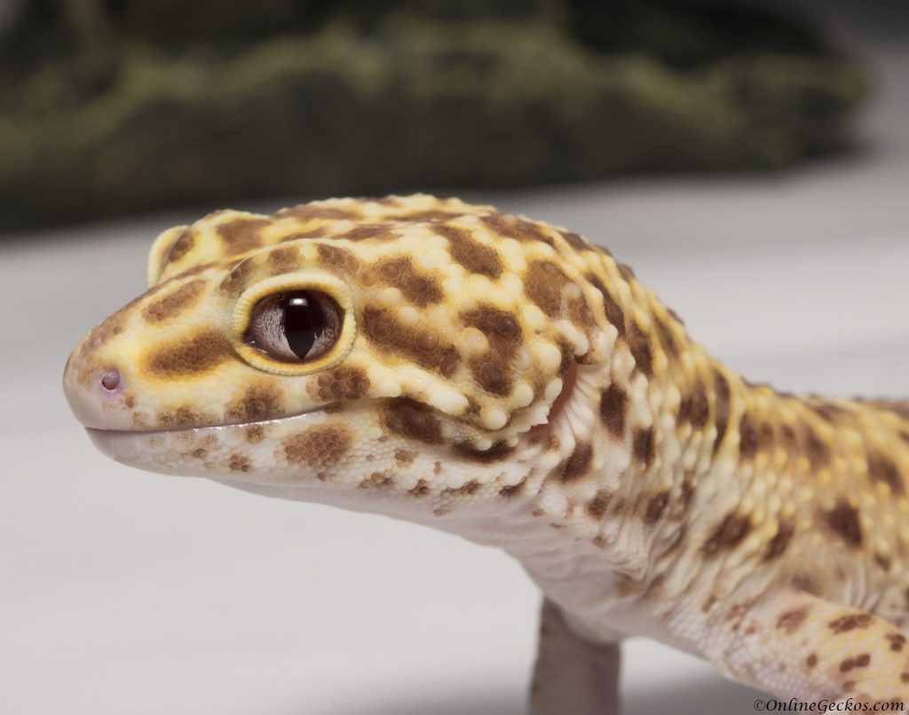 onlinegeckos leopard gecko radar do leopard geckos bite